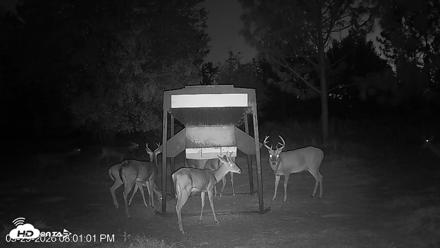 Leesburg Georgia Live Deer Feeder Webcam - Sep 29, 2026, 8:00pm EDT