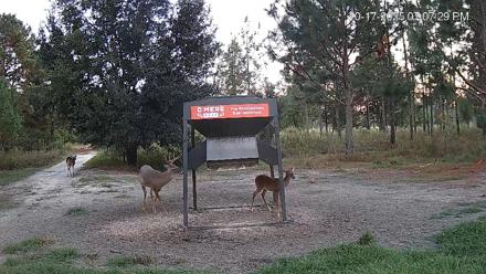 Leesburg Georgia Live Deer Feeder Webcam - Oct 17, 2025, 7:07pm EDT