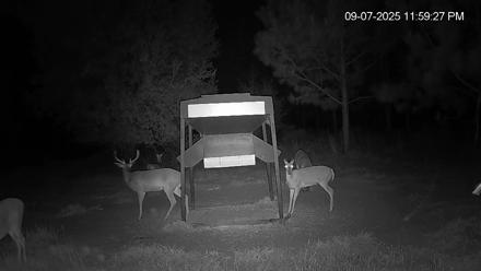 Leesburg Georgia Live Deer Feeder Webcam - Sep 7, 2025, 11:59pm EDT