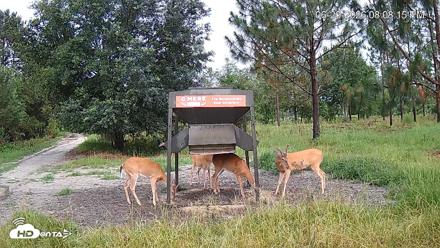 Leesburg Georgia Live Deer Feeder Webcam - Jun 20, 2026, 8:08pm EDT