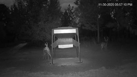 Leesburg Georgia Live Deer Feeder Webcam - Nov 30, 2025, 5:56pm EST