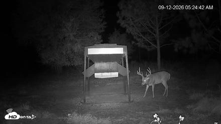 Leesburg Georgia Live Deer Feeder Webcam - Sep 12, 2026, 5:25am EDT