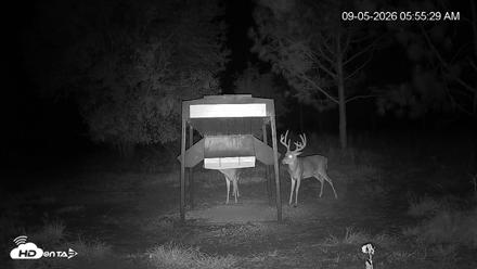 Leesburg Georgia Live Deer Feeder Webcam - Sep 5, 2026, 5:56am EDT