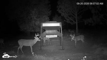 Leesburg Georgia Live Deer Feeder Webcam - Sep 20, 2026, 6:07am EDT
