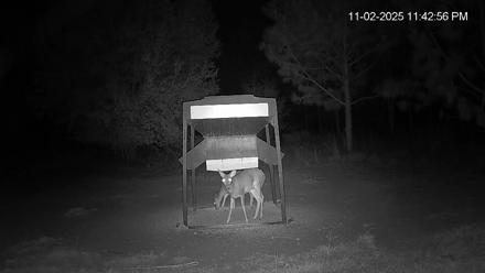 Leesburg Georgia Live Deer Feeder Webcam - Nov 2, 2025, 11:42pm EST