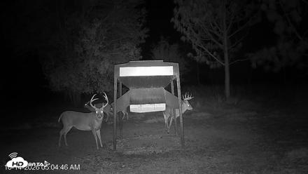 Leesburg Georgia Live Deer Feeder Webcam - Oct 14, 2026, 5:05am EDT