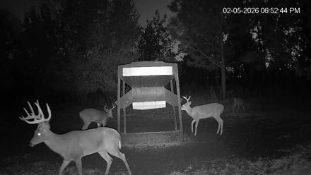 Leesburg Georgia Live Deer Feeder Webcam - Feb 5, 2026, 6:53pm EST