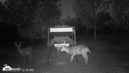 Leesburg Georgia Live Deer Feeder Webcam - Oct 21, 2026, 7:12am EDT