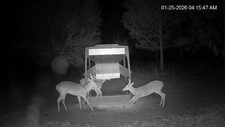 Leesburg Georgia Live Deer Feeder Webcam - Jan 25, 2026, 4:15am EST