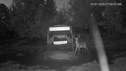 Leesburg Georgia Live Deer Feeder Webcam - Oct 7, 2025, 7:07am EDT