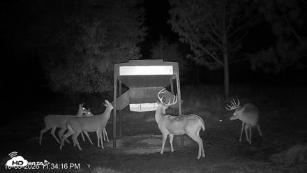 Leesburg Georgia Live Deer Feeder Webcam - Oct 5, 2026, 11:34pm EDT