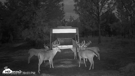 Leesburg Georgia Live Deer Feeder Webcam - Oct 5, 2026, 7:38pm EDT