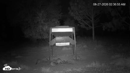 Leesburg Georgia Live Deer Feeder Webcam - Aug 27, 2026, 2:36am EDT