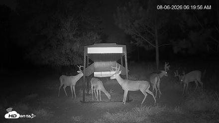 Leesburg Georgia Live Deer Feeder Webcam - Aug 6, 2026, 6:20am EDT