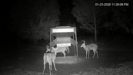Leesburg Georgia Live Deer Feeder Webcam - Jan 23, 2026, 11:28pm EST