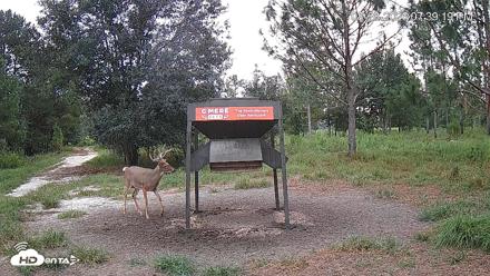 Leesburg Georgia Live Deer Feeder Webcam - Aug 28, 2026, 7:39pm EDT