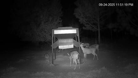Leesburg Georgia Live Deer Feeder Webcam - Sep 24, 2025, 11:51pm EDT