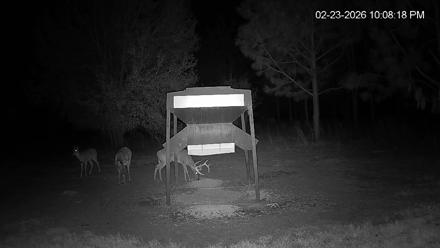Leesburg Georgia Live Deer Feeder Webcam - Feb 23, 2026, 10:07pm EST