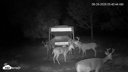 Leesburg Georgia Live Deer Feeder Webcam - Aug 29, 2026, 5:40am EDT