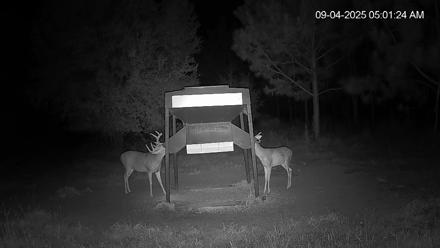 Leesburg Georgia Live Deer Feeder Webcam - Sep 4, 2025, 5:01am EDT