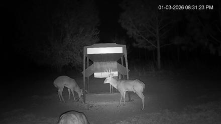 Leesburg Georgia Live Deer Feeder Webcam - Jan 3, 2026, 8:32pm EST