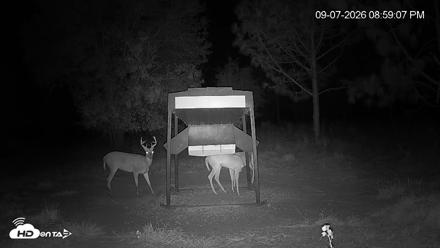 Leesburg Georgia Live Deer Feeder Webcam - Sep 7, 2026, 8:59pm EDT