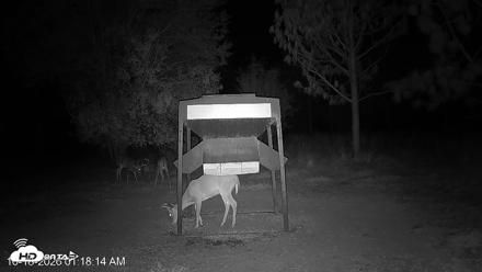 Leesburg Georgia Live Deer Feeder Webcam - Oct 18, 2026, 1:18am EDT