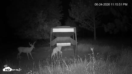 Leesburg Georgia Live Deer Feeder Webcam - Jun 24, 2026, 11:16pm EDT