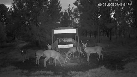 Leesburg Georgia Live Deer Feeder Webcam - Sep 25, 2025, 7:46pm EDT