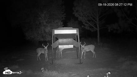 Leesburg Georgia Live Deer Feeder Webcam - Sep 19, 2026, 8:27pm EDT