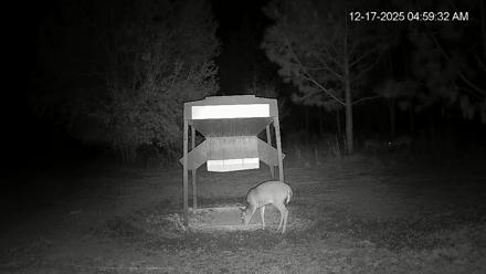 Leesburg Georgia Live Deer Feeder Webcam - Dec 17, 2025, 4:59am EST