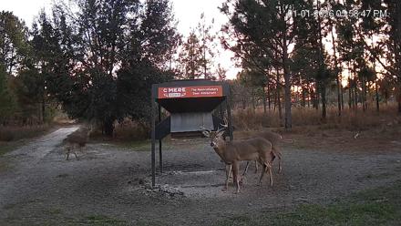 Leesburg Georgia Live Deer Feeder Webcam - Jan 1, 2026, 5:58pm EST