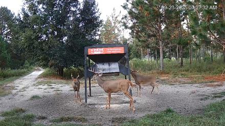 Leesburg Georgia Live Deer Feeder Webcam - Sep 23, 2025, 7:27am EDT