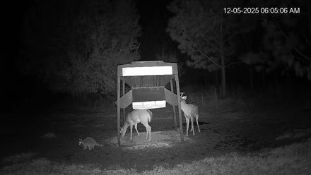 Leesburg Georgia Live Deer Feeder Webcam - Dec 5, 2025, 6:04am EST