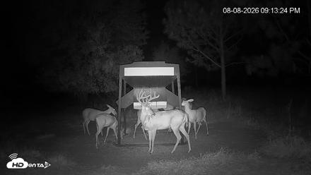 Leesburg Georgia Live Deer Feeder Webcam - Aug 8, 2026, 9:14pm EDT