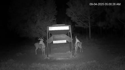 Leesburg Georgia Live Deer Feeder Webcam - Sep 4, 2025, 5:00am EDT