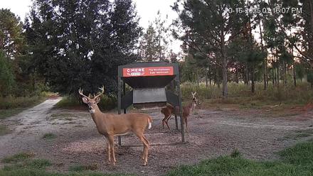 Leesburg Georgia Live Deer Feeder Webcam - Oct 16, 2025, 7:16pm EDT