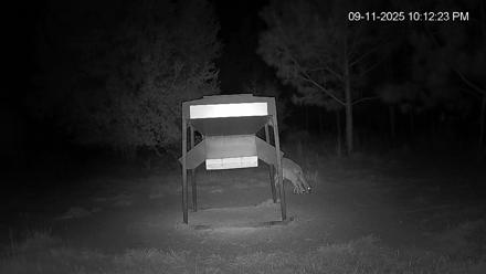 Leesburg Georgia Live Deer Feeder Webcam - Sep 11, 2025, 10:12pm EDT