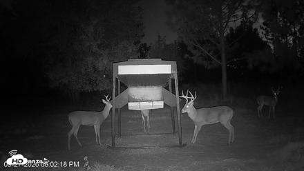 Leesburg Georgia Live Deer Feeder Webcam - Sep 27, 2026, 8:02pm EDT