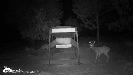 Leesburg Georgia Live Deer Feeder Webcam - Sep 29, 2026, 6:10am EDT
