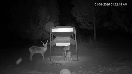 Leesburg Georgia Live Deer Feeder Webcam - Jan 1, 2026, 1:33am EST