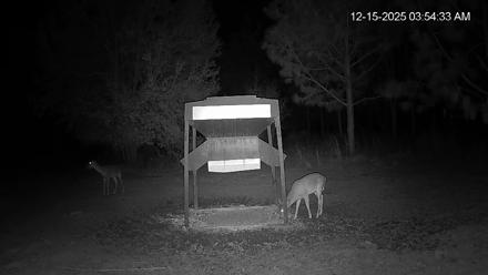 Leesburg Georgia Live Deer Feeder Webcam - Dec 15, 2025, 3:54am EST