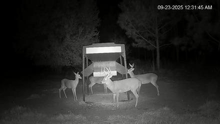Leesburg Georgia Live Deer Feeder Webcam - Sep 23, 2025, 12:31am EDT