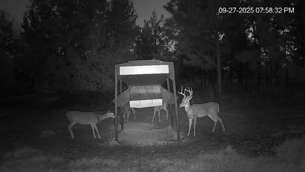 Leesburg Georgia Live Deer Feeder Webcam - Sep 27, 2025, 7:58pm EDT