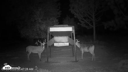 Leesburg Georgia Live Deer Feeder Webcam - Sep 28, 2026, 5:47am EDT
