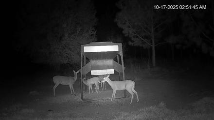 Leesburg Georgia Live Deer Feeder Webcam - Oct 17, 2025, 2:52am EDT