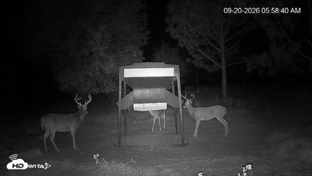 Leesburg Georgia Live Deer Feeder Webcam - Sep 20, 2026, 5:59am EDT
