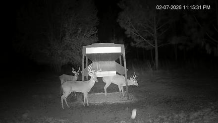 Leesburg Georgia Live Deer Feeder Webcam - Feb 7, 2026, 11:15pm EST