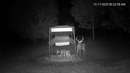 Leesburg Georgia Live Deer Feeder Webcam - Dec 17, 2025, 6:23am EST