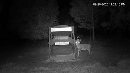 Leesburg Georgia Live Deer Feeder Webcam - Sep 20, 2025, 11:29pm EDT